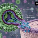 Infector Virus: Understanding How Infection-Based Viruses Operate and Spread